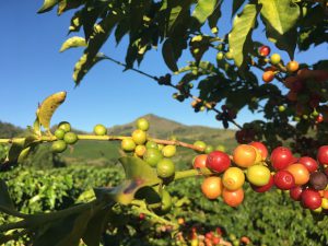 Top coffee growing countries