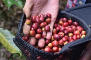 How Instant Coffee is Made